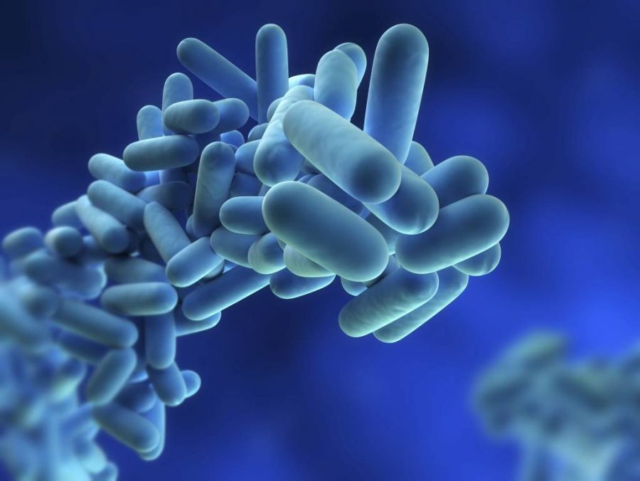 legionella bacteriën